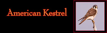 American Kestrel Gallery