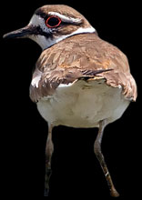 Killdeer