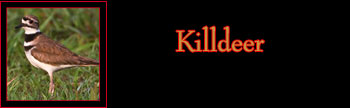Killdeer Gallery
