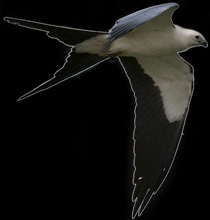 Swallow-tailed Kite