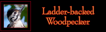 Ladder-backed Woodpecker Gallery