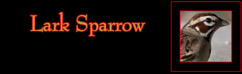 Lark Sparrow Gallery