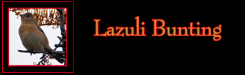 Lazuli Bunting Gallery