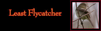 Least Flycatcher Gallery