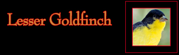 Lesser Goldfinch Gallery