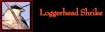 Loggerhead Shrike Gallery
