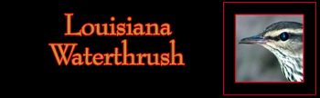 Louisiana Waterthrush Gallery