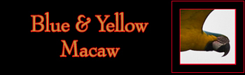 Blue & Yellow Macaw Gallery
