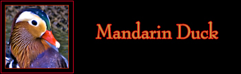 Mandarin Duck Gallery