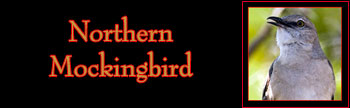 Northern Mockingbird Gallery