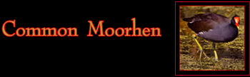 Common Moorhen Gallery