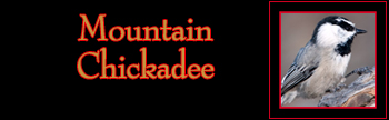 Mountain Chickadee Gallery