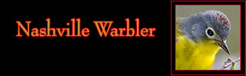 Nashville Warbler Gallery