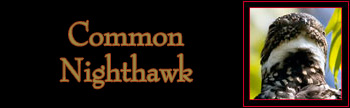 Common Nighthawk Gallery