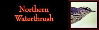 Northern Waterthrush Gallery