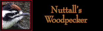 Nuttall's Woodpecker Gallery