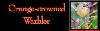 Orange-crowned Warbler Gallery