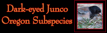 Dark-eyed Junco - Oregon Subspecies Gallery
