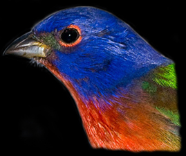 Painted Bunting