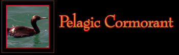 Pelagic Cormorant Gallery