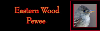 Eastern Wood Pewee Gallery