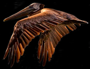 Brown Pelican