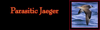 Parasitic Jaeger Gallery