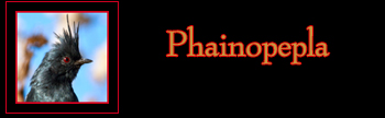 Phainopepla Gallery