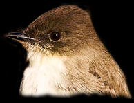 Eastern Phoebe