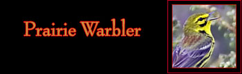 Prairie Warbler Gallery
