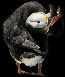 Atlantic Puffin