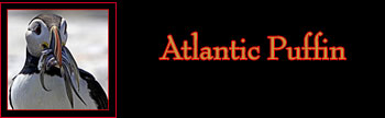 Atlantic Puffin Gallery