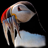 Atlantic Puffin