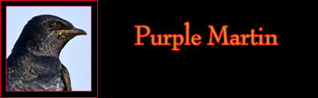 Purple Martin Gallery