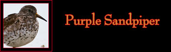 Purple Sandpiper Gallery