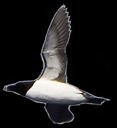 Razorbill in Flight