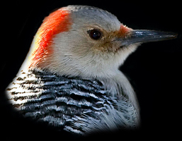 Red-bellied Woodpecker