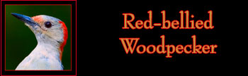 Red-bellied Woodpecker Gallery