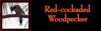 Red-cockaded Woodpecker Gallery
