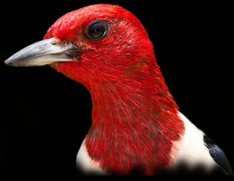 Red-headed Woodpecker