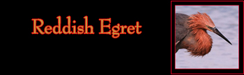 Reddish Egret Gallery