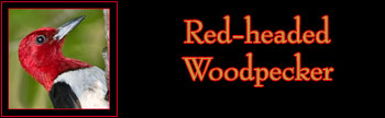 Red-headed Woodpecker Gallery