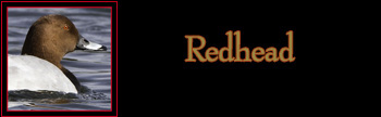 Redhead Gallery