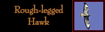 Rough-legged Hawk Gallery