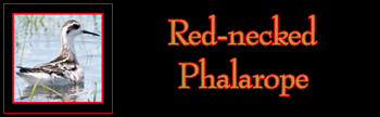 Red-necked Phalarope Gallery
