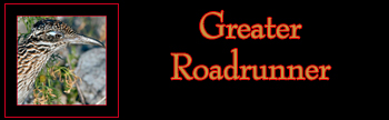 Greater Roadrunner Gallery