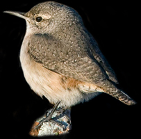 Rock Wren