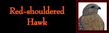 Red-shouldered Hawk Gallery