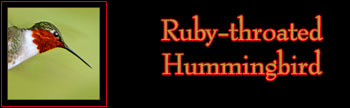 Ruby-throated Hummingbird Gallery