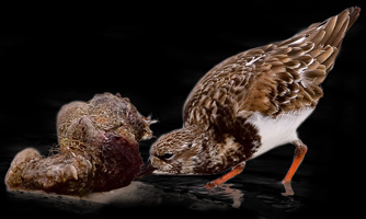 Ruddy Turnstone